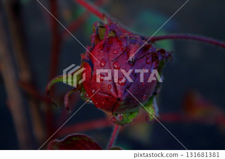 棉花的紅色芽 131681381