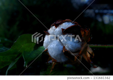 Red buds of cotton Red buds of cotton 131681382