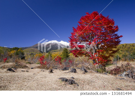Burning Maple Tree 131681494