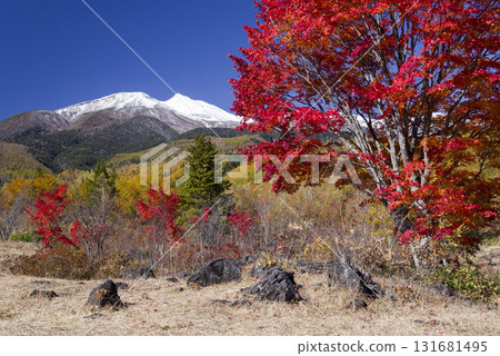 Burning maples and white peaks 131681495