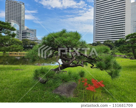 Higambuna Higambuna 131681709
