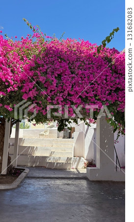 Bougainvillea Canopy in Mediterranean Courtyard Bougainvillea Canopy in Mediterranean Courtyard 131682083