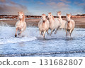 White horses in Camargue, France. 131682807