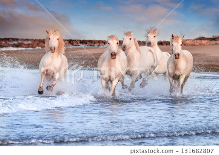 White horses in Camargue, France. White horses in Camargue, France. 131682807