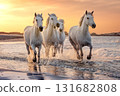 White horses in Camargue, France. 131682808