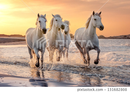 White horses in Camargue, France. 131682808
