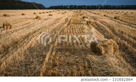 Harvested wheat field with straw rows under blue sky 131682864