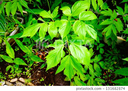 Angelica keiskei, Tomorrow's leaf, Tomorrow's grass, Hachijo grass, Tomorrow's ear 131682874