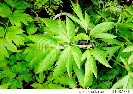 明日葉、明日草、八丈草、明日耳朵 明日葉、明日草、八丈草、明日耳朵 131682876