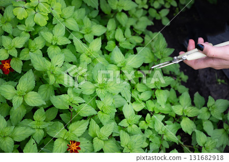 Growing medicinal plants in a garden filled with lush greenery and vibrant flowers. Collecting peppermint. 131682918