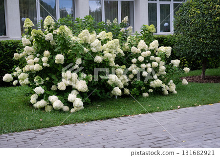 Beautiful hydrangea flowers in a garden setting with outdoor furniture. 131682921