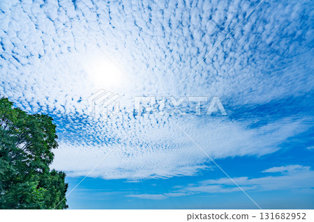 秋天的雲和樹 秋天的雲和樹 131682952