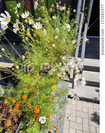 Cosmos flower in a flowerbed near the house. Cosmos flower in a flowerbed near the house. 131682977
