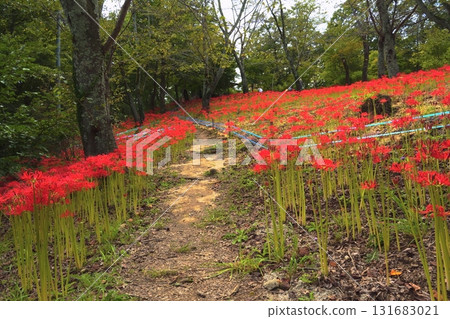 一簇紅花裝飾著船岡城公園的山坡 131683021