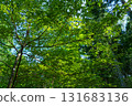 新鮮的綠色森林 131683136