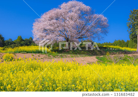 Baba's wild cherry blossoms and rape blossoms in full bloom 131683482
