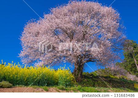 馬場的野櫻花和油菜花盛開 131683486