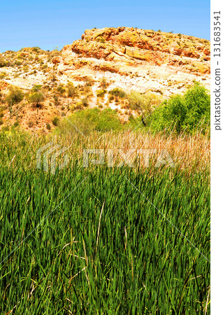 Spring at Saguaro lake in Arizona Spring at Saguaro lake in Arizona 131683541