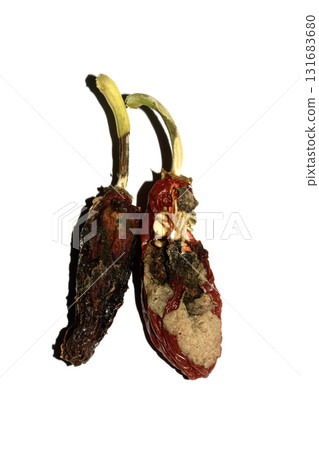 Rotten dried chilli or chili pepper jalapeno that has been eaten by insects food waste Rotten dried chilli or chili pepper jalapeno that has been eaten by insects food waste 131683680
