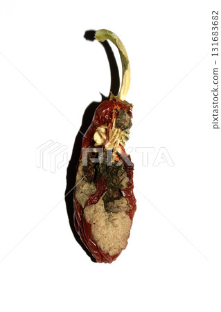 Rotten dried chilli or chili pepper jalapeno that has been eaten by insects food waste 131683682