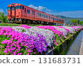 Moss phlox and a diesel railcar on the Johana Line 131683731