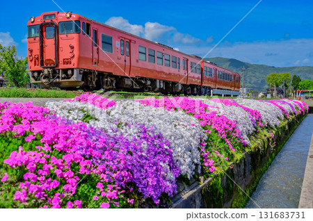 芝櫻和城端線的柴油車廂 131683731