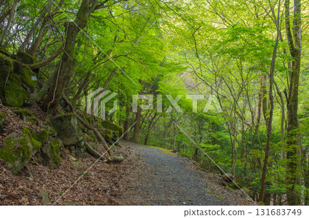犬岳登山“鶯巢溪谷附近的登山路線” 犬岳登山“鶯巢溪谷附近的登山路線” 131683749