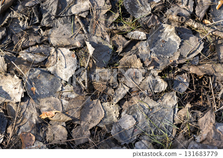 A detailed close-up showing dry fallen leaves, twigs, and scattered grass A detailed close-up showing dry fallen leaves, twigs, and scattered grass 131683779