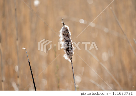 A single dried cattail rises in a sunlit field, soft bokeh in the background 131683781