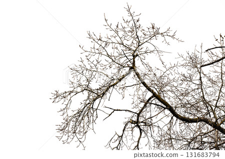 Leafless aspen tree with intricate branches stretching across a bright white sky 131683794