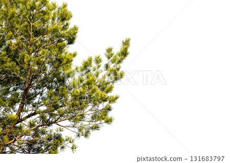 Vibrant evergreen pine branches extend across a clean white background 131683797