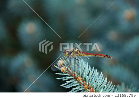 雌性紅脈蠅 - 側視圖 131683799