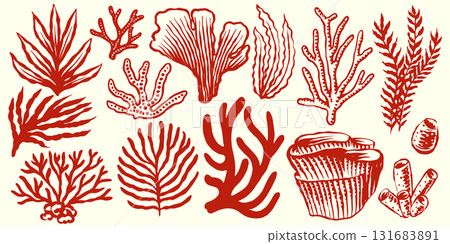 Corals and seaweed. Botanical Illustration. Underwater sea plants and flora. Vector Hand Drawn set.  131683891