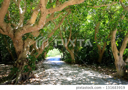 Taketomi Island, Okinawa - Through the forest 131683919