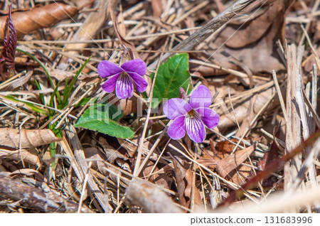 Inugatake Mountain Climbing "Violets blooming along the hiking trail" 131683996