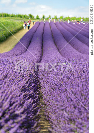 Beautiful lavender lavandula flowering plant purple field, sunlight soft focus, background copy space 131684083