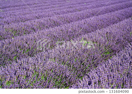 Beautiful lavender lavandula flowering plant purple field, sunlight soft focus, background copy space 131684090