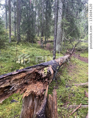 Broken fallen tree in lush green forest after storm in Finland 131684120