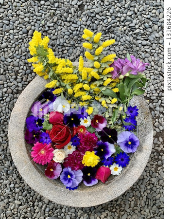 3月的五彩繽紛的花水盆(康乃馨、含羞草、玫瑰、非洲菊、三色堇)(菅尾神社/愛知縣岡崎市) 3月的五彩繽紛的花水盆(康乃馨、含羞草、玫瑰、非洲菊、三色堇)(菅尾神社/愛知縣岡崎市) 131684226