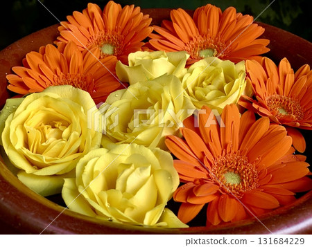 愛知縣岡崎市菅尾神社四月花水噴泉特寫(橙色非洲菊和黃玫瑰) 愛知縣岡崎市菅尾神社四月花水噴泉特寫(橙色非洲菊和黃玫瑰) 131684229