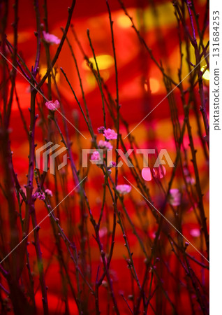 Close-up of peach blossom flower and tree. For Chinese new year celebration and decoration. Traditional decoration plant for Chinese New Year. Flower background. Close-up of peach blossom flower and tree. For Chinese new year celebration and decoration. Traditional decoration plant for Chinese New Year. Flower background. 131684253