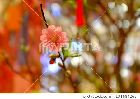 Close-up of peach blossom flower and tree. For Chinese new year celebration and decoration. Traditional decoration plant for Chinese New Year. Flower background. Close-up of peach blossom flower and tree. For Chinese new year celebration and decoration. Traditional decoration plant for Chinese New Year. Flower background. 131684265