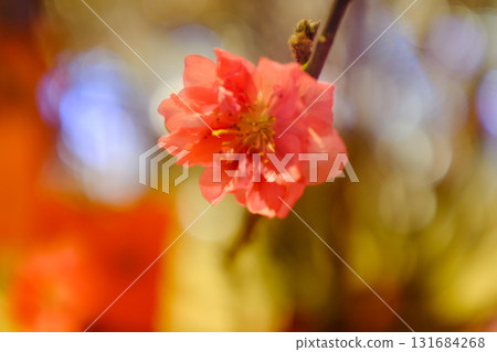 Close-up of peach blossom flower and tree. For Chinese new year celebration and decoration. Traditional decoration plant for Chinese New Year. Flower background. Close-up of peach blossom flower and tree. For Chinese new year celebration and decoration. Traditional decoration plant for Chinese New Year. Flower background. 131684268