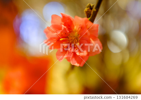 Close-up of peach blossom flower and tree. For Chinese new year celebration and decoration. Traditional decoration plant for Chinese New Year. Flower background. Close-up of peach blossom flower and tree. For Chinese new year celebration and decoration. Traditional decoration plant for Chinese New Year. Flower background. 131684269