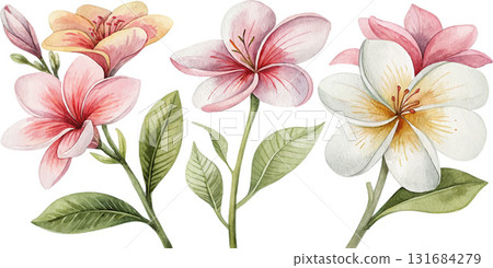 Watercolor Plumeria Flowers Watercolor Plumeria Flowers 131684279