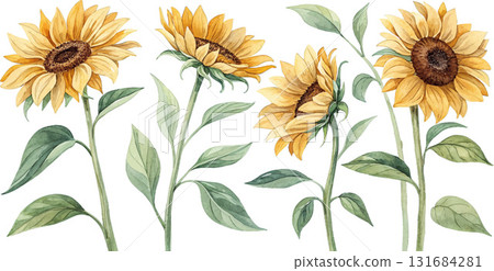 Watercolor Sunflowers Set Watercolor Sunflowers Set 131684281