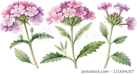 Watercolor Verbena Flowers Watercolor Verbena Flowers 131684287