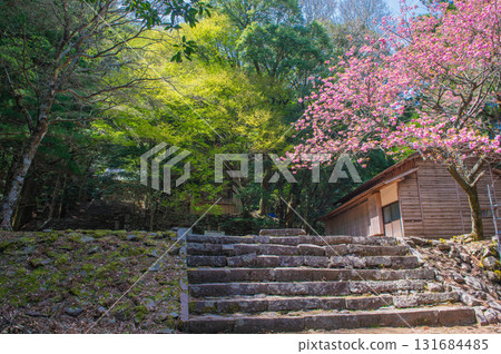 攀登久保亭山:“參道兩旁櫻花盛開” 攀登久保亭山:“參道兩旁櫻花盛開” 131684485