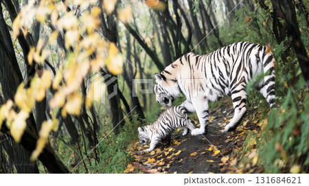 Amur tiger mother is walking with her cub through 131684621