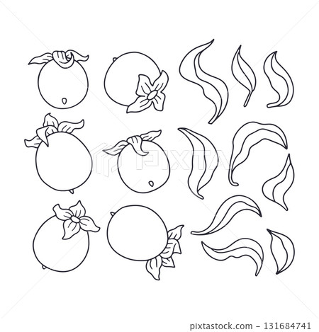 Line art persimmon hand drawn monochrome clipart set. Vintage black and white fruit and leaves 131684741